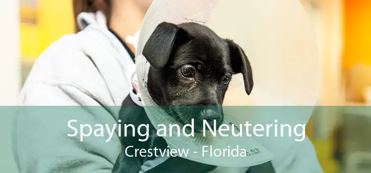 Spaying and Neutering Crestview - Florida