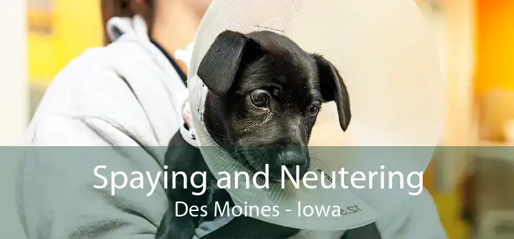 Spaying and Neutering Des Moines - Iowa