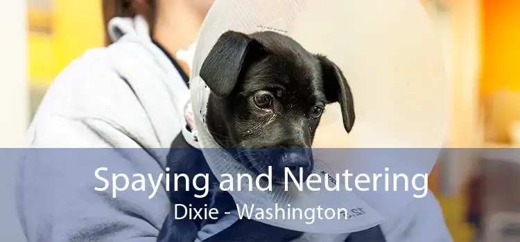 Spaying and Neutering Dixie - Washington