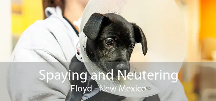 Spaying and Neutering Floyd - New Mexico
