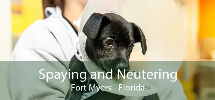 Spaying and Neutering Fort Myers - Florida