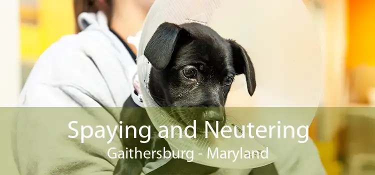 Spaying and Neutering Gaithersburg - Maryland