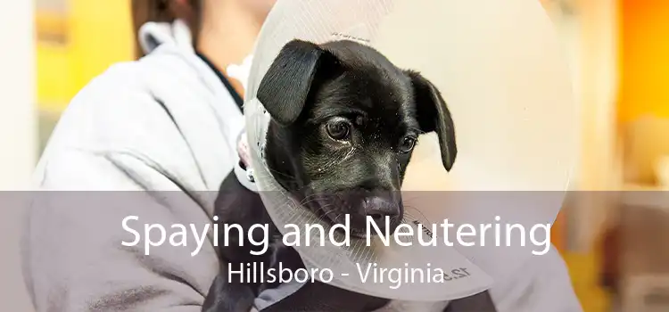 Spaying and Neutering Hillsboro - Virginia