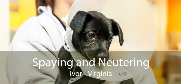 Spaying and Neutering Ivor - Virginia