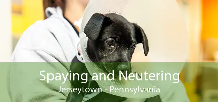 Spaying and Neutering Jerseytown - Pennsylvania