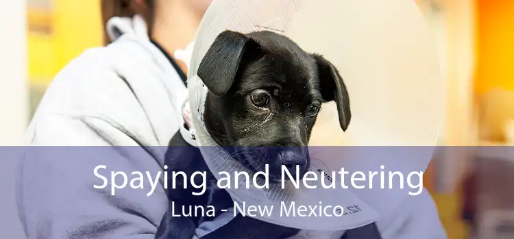 Spaying and Neutering Luna - New Mexico