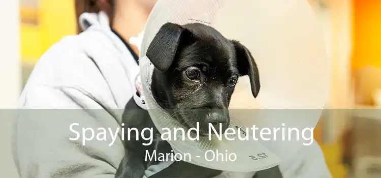 Spaying and Neutering Marion - Ohio