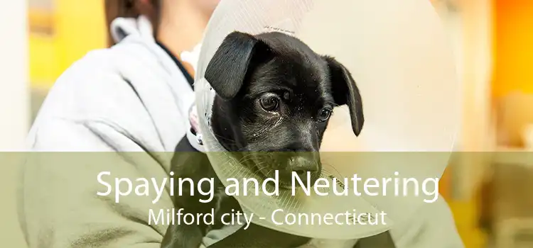 Spaying and Neutering Milford city - Connecticut