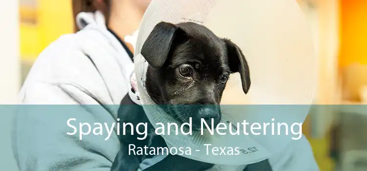 Spaying and Neutering Ratamosa - Texas