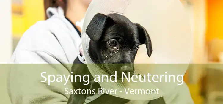 Spaying and Neutering Saxtons River - Vermont
