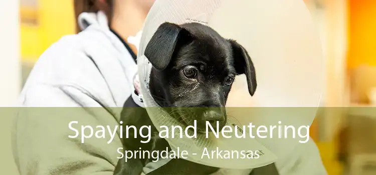 Spaying and Neutering Springdale - Arkansas