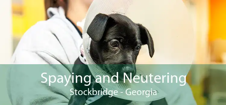 Spaying and Neutering Stockbridge - Georgia