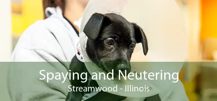 Spaying and Neutering Streamwood - Illinois