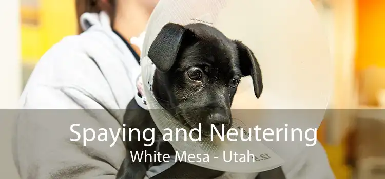 Spaying and Neutering White Mesa - Utah
