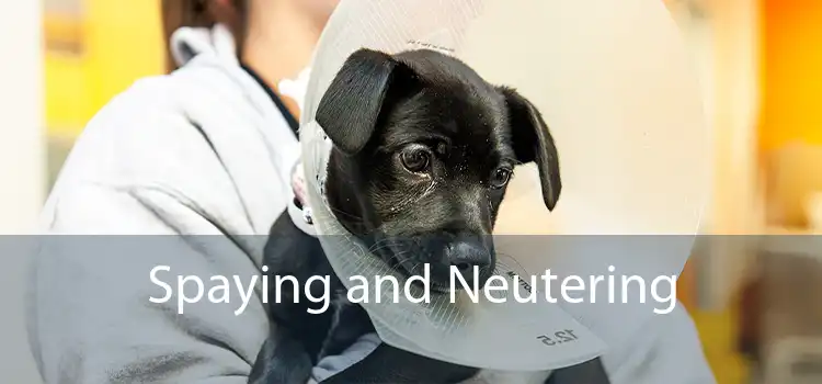 Spaying and Neutering 