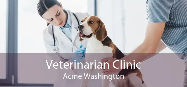 Veterinarian Clinic Acme Washington