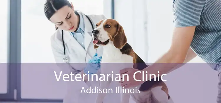 Veterinarian Clinic Addison Illinois
