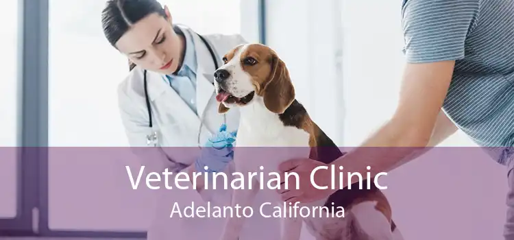 Veterinarian Clinic Adelanto California