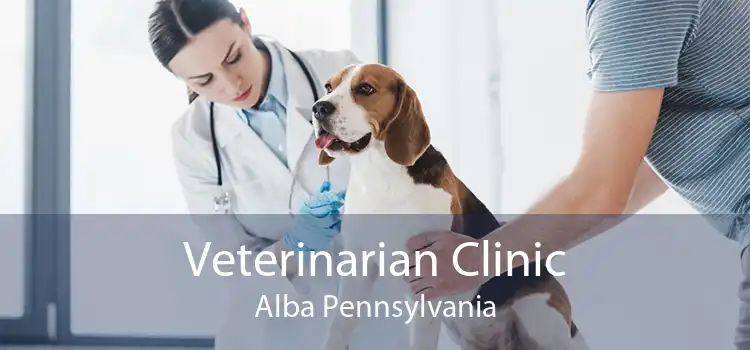 Veterinarian Clinic Alba Pennsylvania