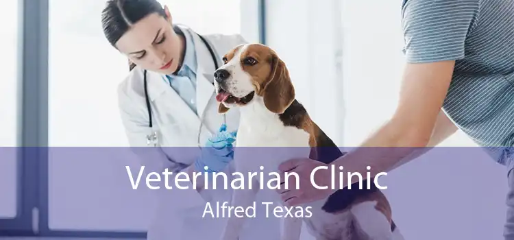 Veterinarian Clinic Alfred Texas