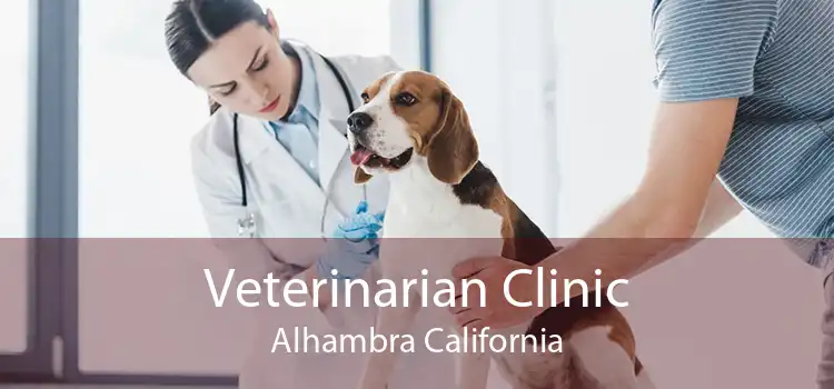 Veterinarian Clinic Alhambra California