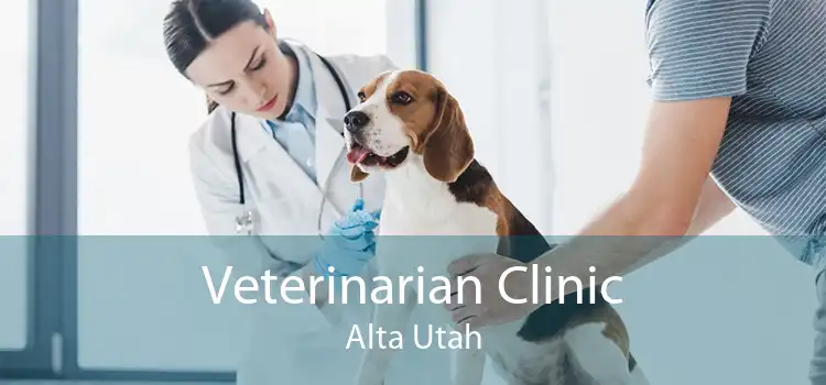 Veterinarian Clinic Alta Utah