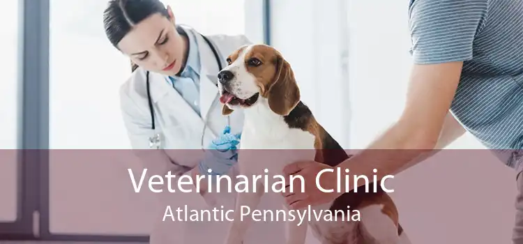 Veterinarian Clinic Atlantic Pennsylvania