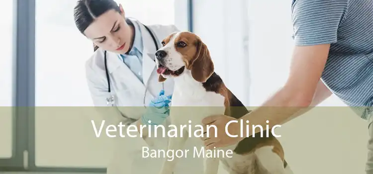 Veterinarian Clinic Bangor Maine