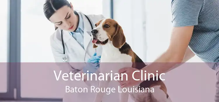 Veterinarian Clinic Baton Rouge Louisiana