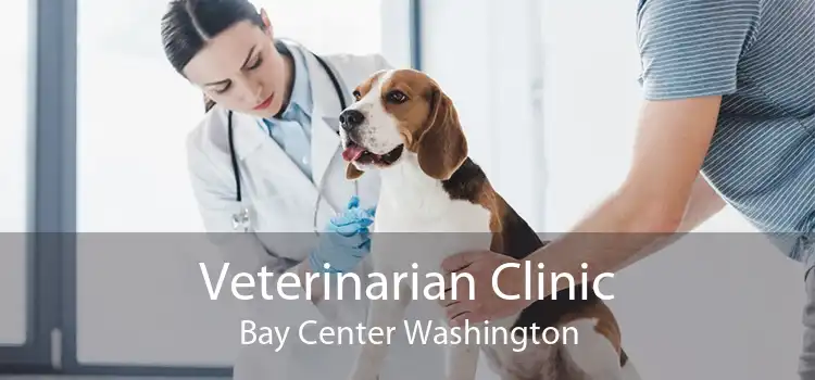 Veterinarian Clinic Bay Center Washington