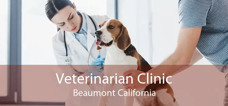 Veterinarian Clinic Beaumont California