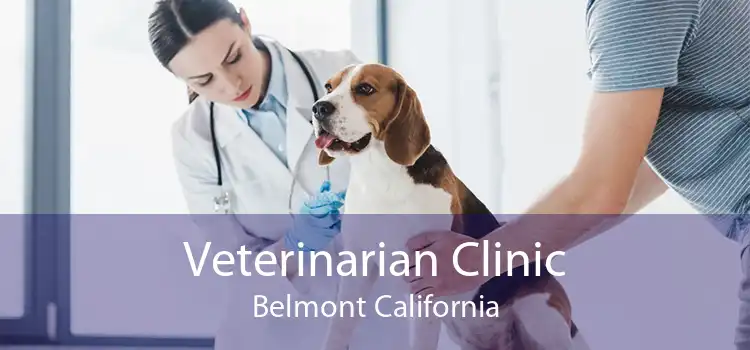 Veterinarian Clinic Belmont California
