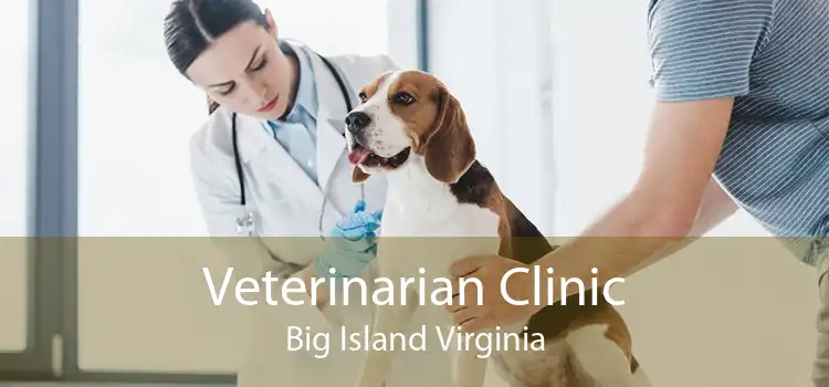 Veterinarian Clinic Big Island Virginia