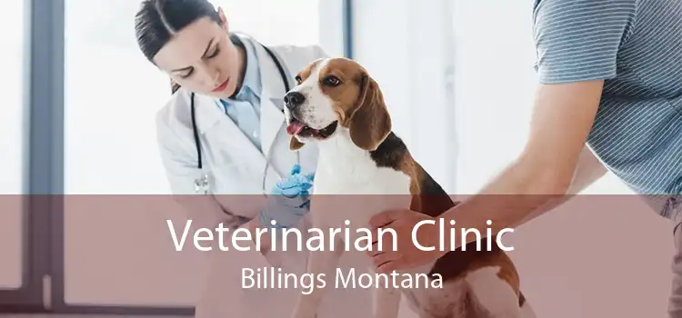 Veterinarian Clinic Billings Montana