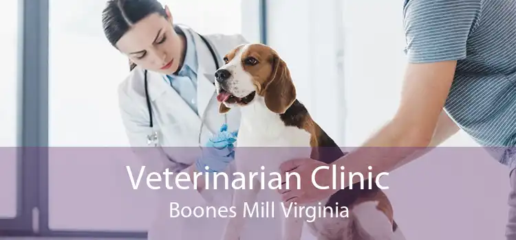 Veterinarian Clinic Boones Mill Virginia