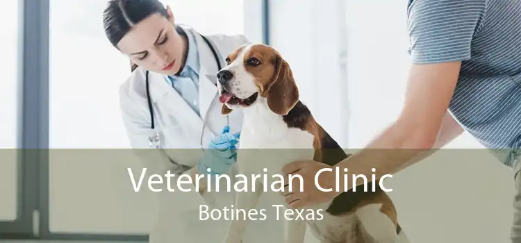 Veterinarian Clinic Botines Texas