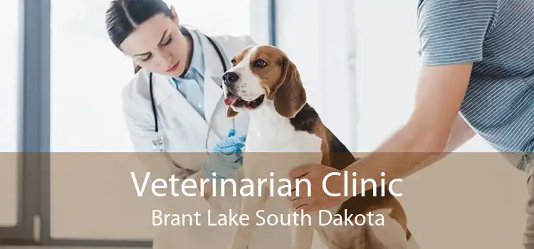 Veterinarian Clinic Brant Lake South Dakota