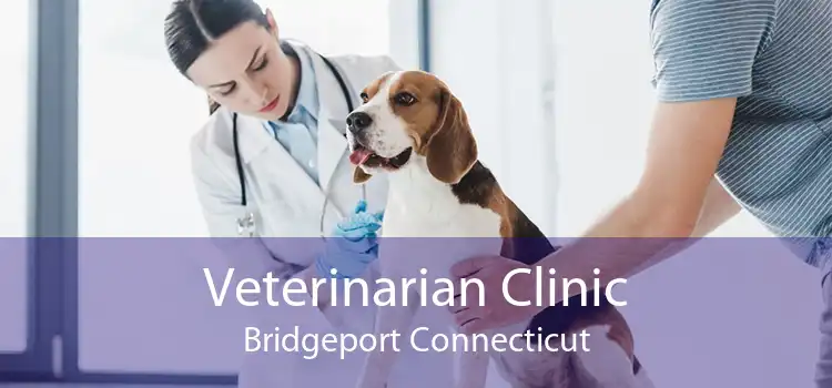 Veterinarian Clinic Bridgeport Connecticut
