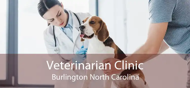 Veterinarian Clinic Burlington North Carolina