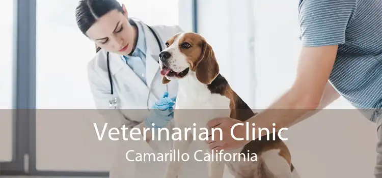 Veterinarian Clinic Camarillo California