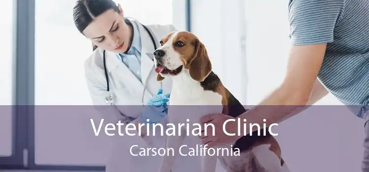 Veterinarian Clinic Carson California