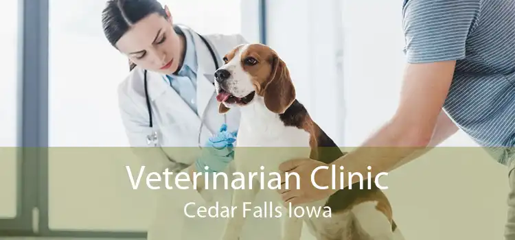 Veterinarian Clinic Cedar Falls Iowa