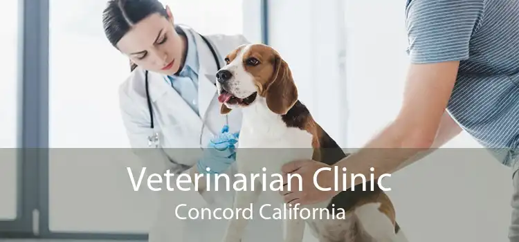 Veterinarian Clinic Concord California