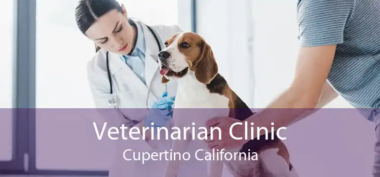 Veterinarian Clinic Cupertino California