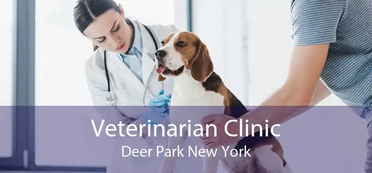 Veterinarian Clinic Deer Park New York