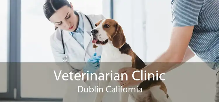 Veterinarian Clinic Dublin California