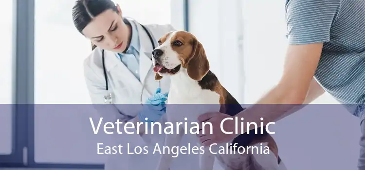Veterinarian Clinic East Los Angeles California