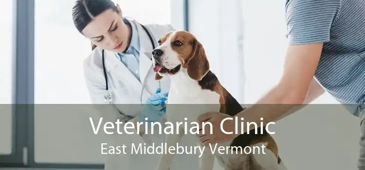Veterinarian Clinic East Middlebury Vermont