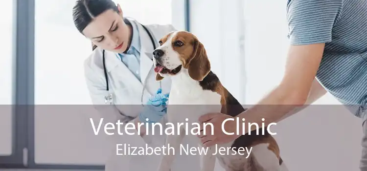 Veterinarian Clinic Elizabeth New Jersey