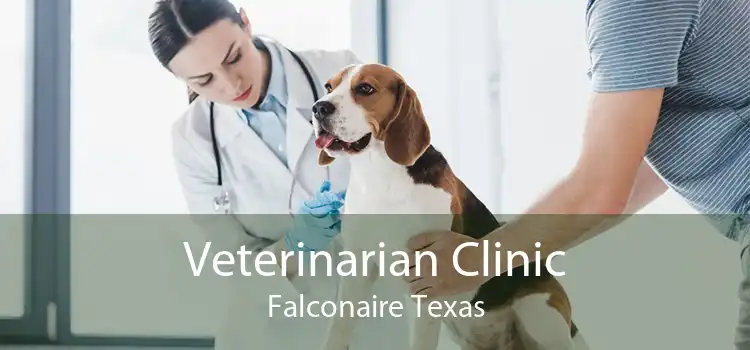 Veterinarian Clinic Falconaire Texas